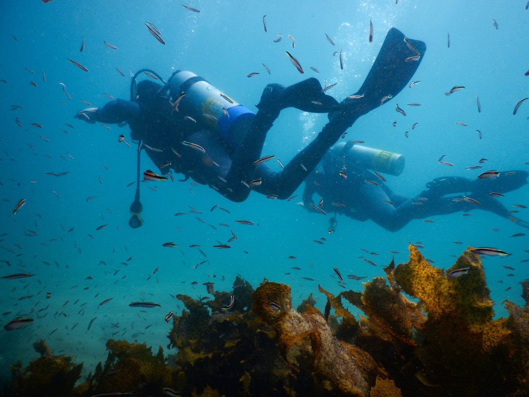 PADI Open Water Diver  Frog Dive