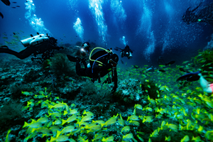 The Best Marine Life to Look Out for in Sydney’s Waters